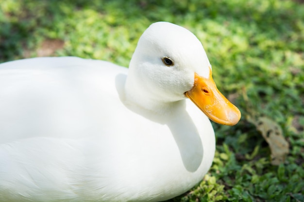 White duck on green lawn