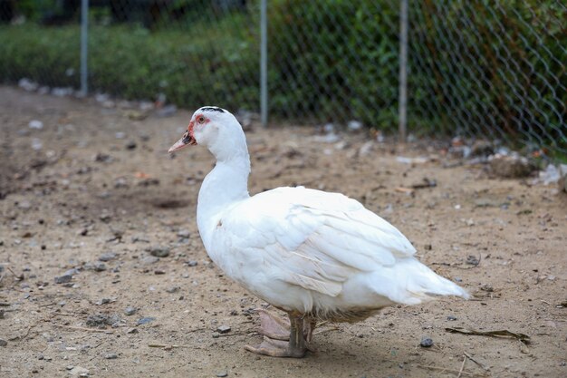 White duck is stay in garden