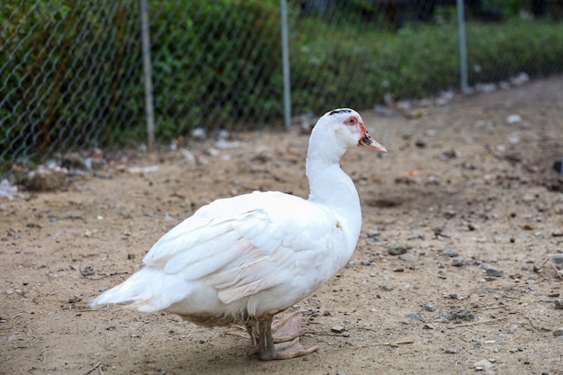 White duck is stay in garden