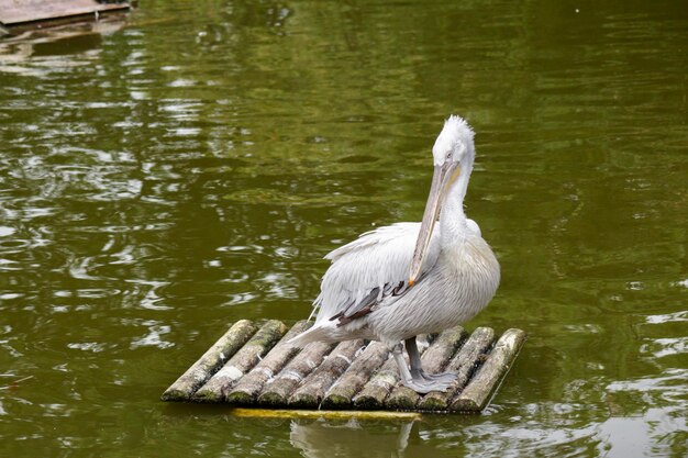 Foto anatra bianca in un lago