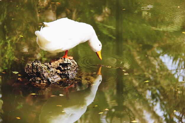 Photo white duck in a lake