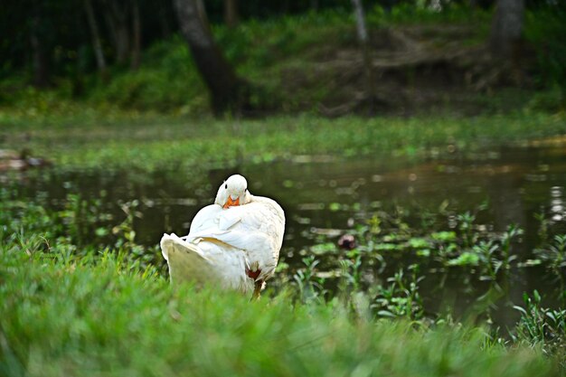 white duck in the river bank