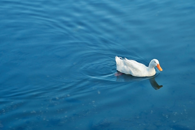 White duck in the river