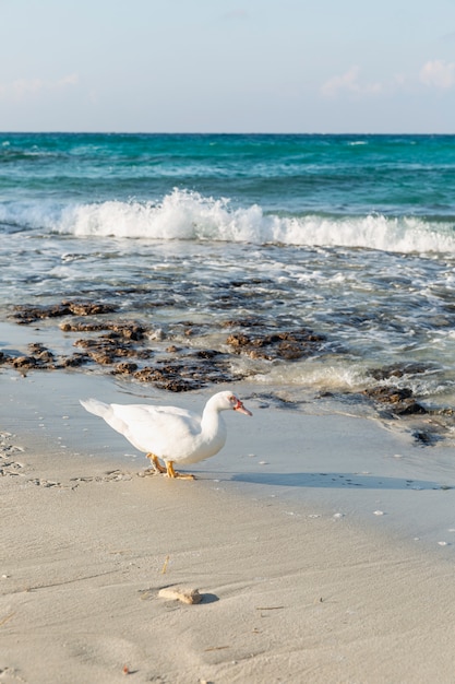 White duck on a sandy beach with a turquoise sea in sunny. Beautiful landscape.