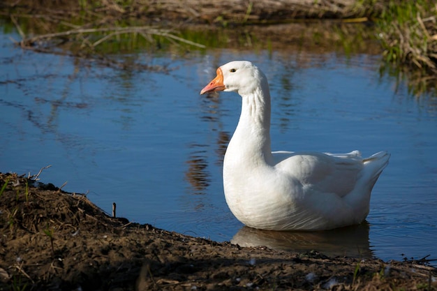 A white duck sits in the water next to a pond.