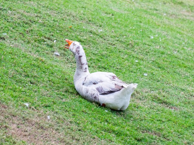 White duck sitting yawn