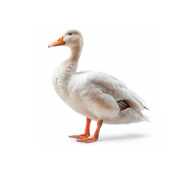 White Duck Standing on White Surface Generative AI