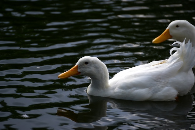 white duck swimimg