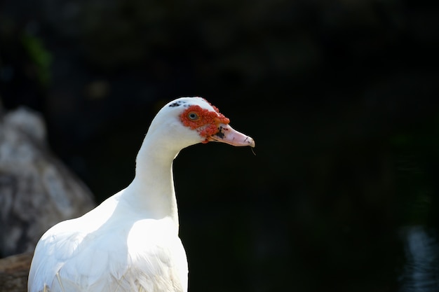 Photo white duck swimimg