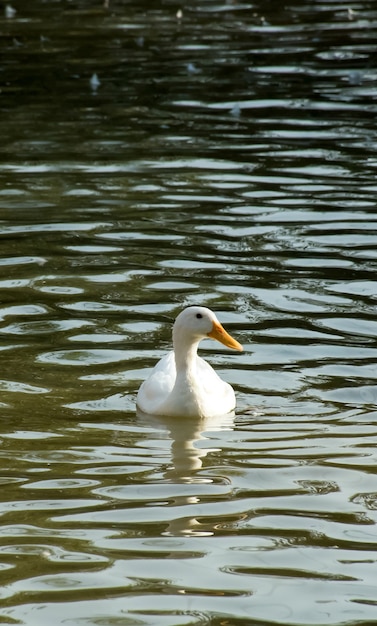 white duck in the water swimming in the blue river