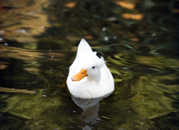 Photo white duck in the water swimming in the river