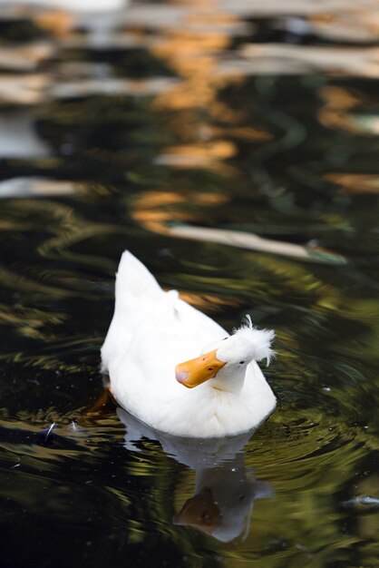 white duck in the water swimming in the river