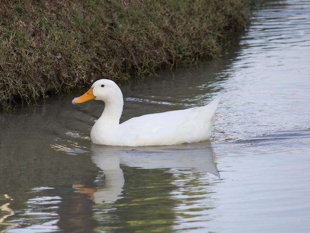 white duck in the water