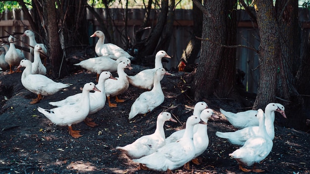 White ducks on the farm Portrait of a white duck walking in a pen A flock of ducks walks in a paddock on a farm