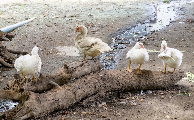 White ducks standing on timber