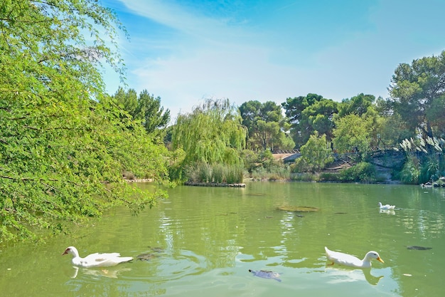 White ducks and turtles in a green pond