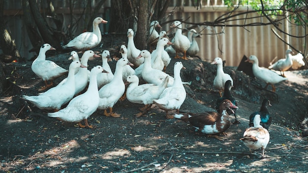 White ducks walking in paddock Duck looking for grains while walking in paddock on farm