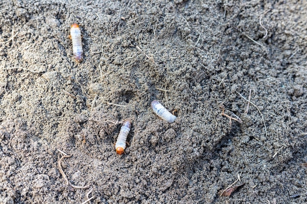 Photo white earth worm redhead crawling in the dirt