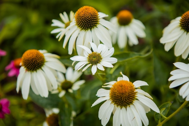 White echinacea coneflowers blooming in a summer garden in closeup