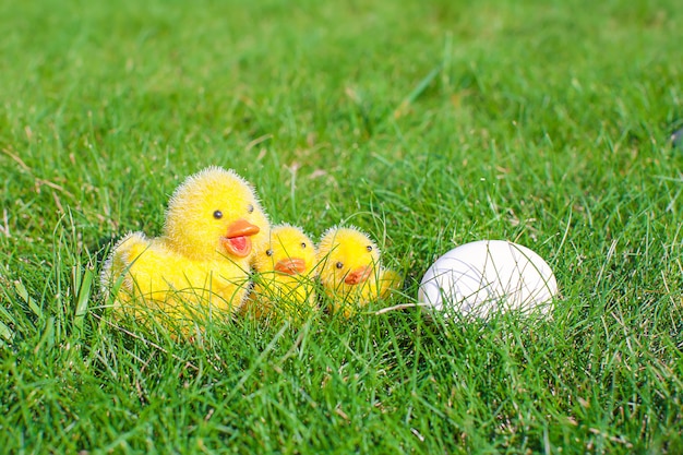 White egg in green grass and chickens closeup