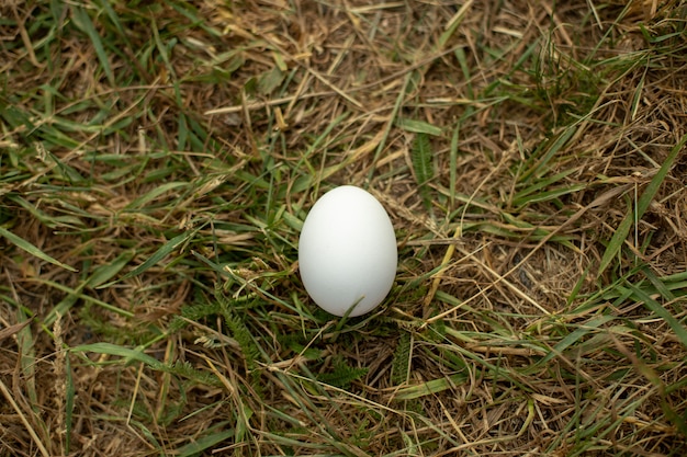 White egg stands on dry grass