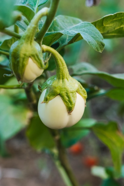 White eggplant growing in garden in Italy