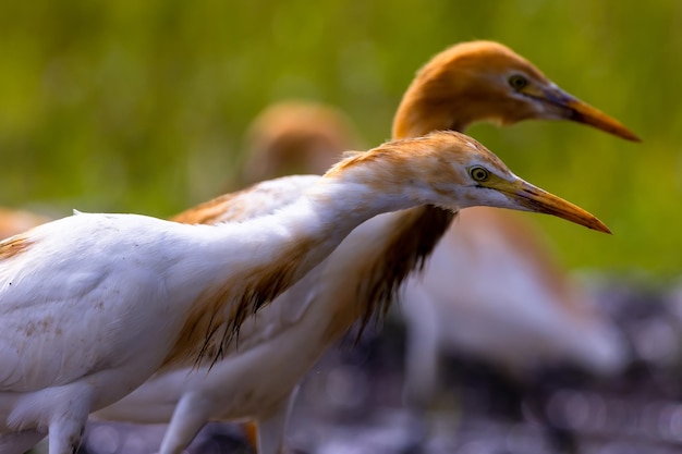 White egret birds egretta garzetta are standing in a watery paddy field looking for food is a species of small heron in the family Ardeidae