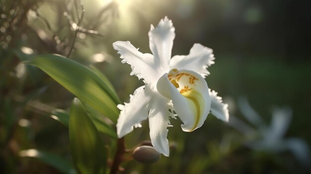 White Egret Orchid Flower Beautifully Bloomed Generative AI