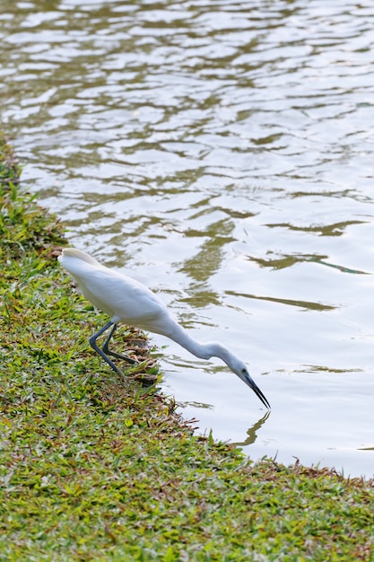 White egret or Pelicans bird Starting.