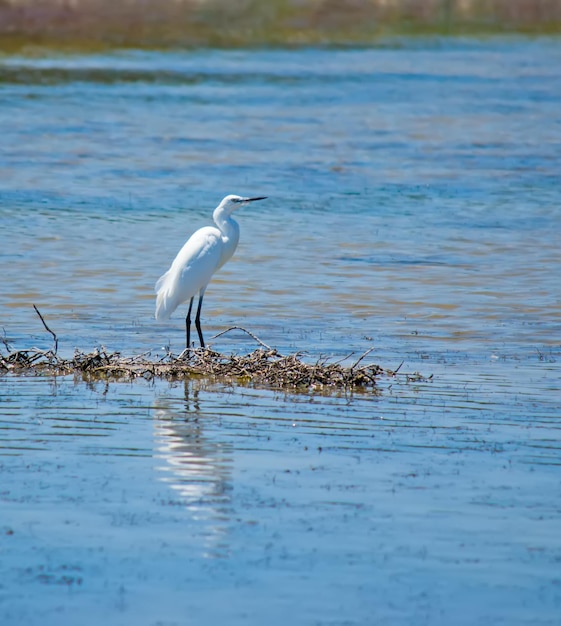 White egret reflected in the water on a pond