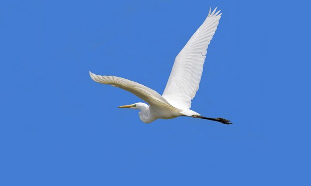 white egret in the sky