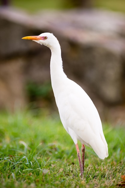 White Egret Wild Bird Oahu Hawaii Pacific Wildlife