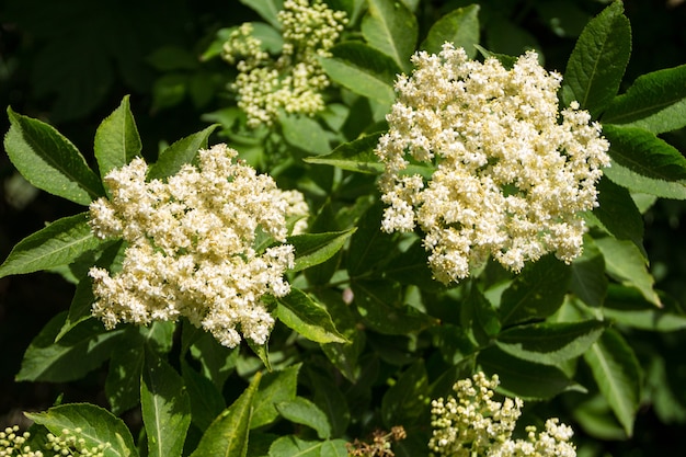 화이트 엘더 꽃 (Sambucus nigra)