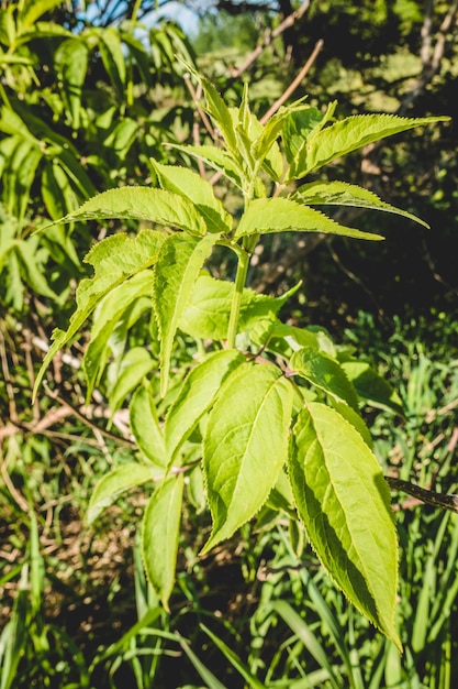 緑の茂みの白いニワトコの花