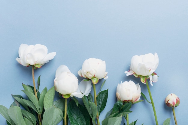 White elegant peonies on the blue table.