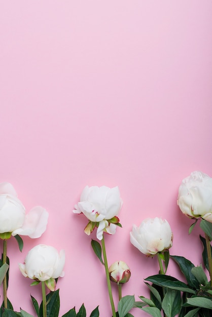 White elegant peonies on the pink table