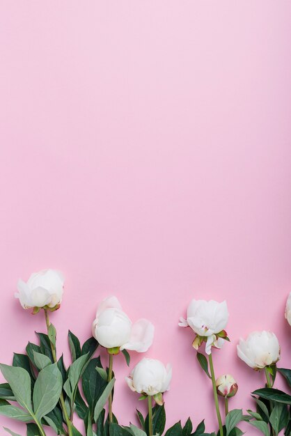 White elegant peony on the pink table