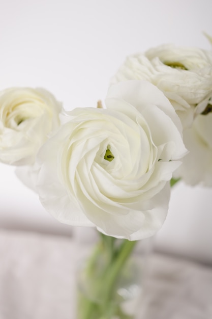 White elegant ranunculus flowers on a white background
