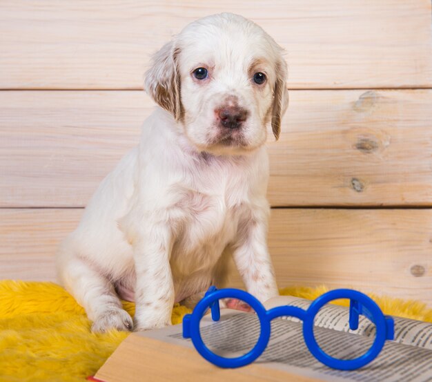 ホワイトイングリッシュセッターの子犬は本を読んでいます