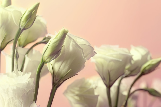 Photo white eustoma on beige background