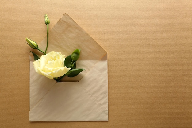 White eustoma in envelope on beige background