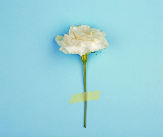 White eustoma on turquoise background