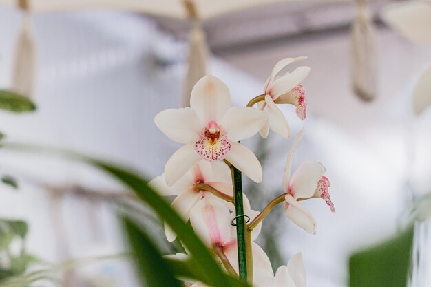 写真 園芸用品センターの白いエキゾチックな蘭の花。屋内ガーデンセンターの美しい蘭。