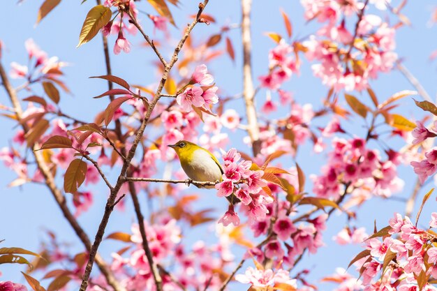 桜の木の白い目の鳥