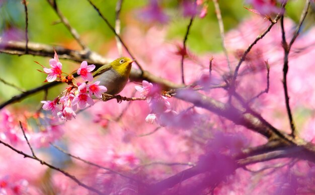 桜の木の白い目の鳥