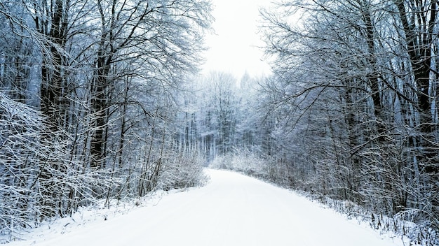 昇る太陽の暖かい光線に雪に覆われた道路がある魔法の森の白い素晴らしい風景。自然の素晴らしいイメージ。美しい風景の背景の概念。