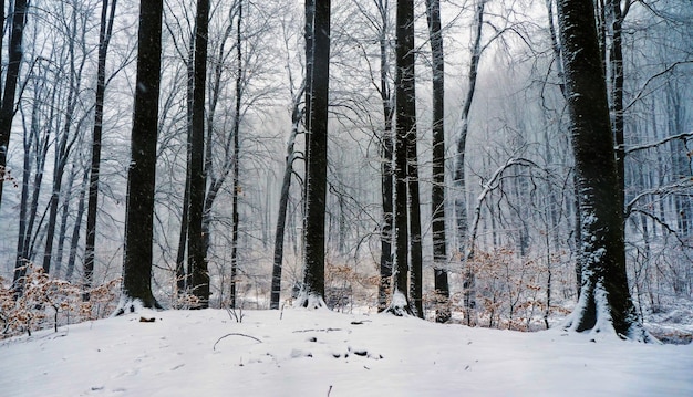 暖かい光線の中に雪に覆われた道がある魔法の森の白い素晴らしい風景...