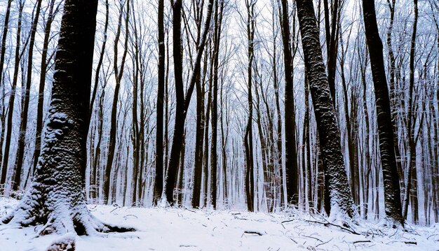 暖かい光線の中に雪に覆われた道がある魔法の森の白い素晴らしい風景...