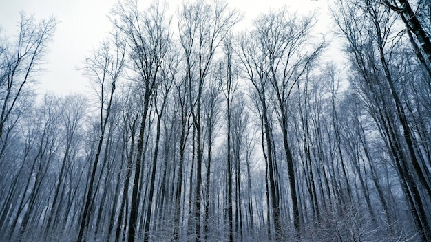 Белый сказочный пейзаж волшебного леса с заснеженной дорогой в теплых лучах возвышенности ...