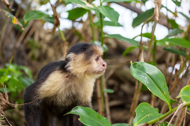 White faced capuchin monkeys  forest in Costa Rica, Central America